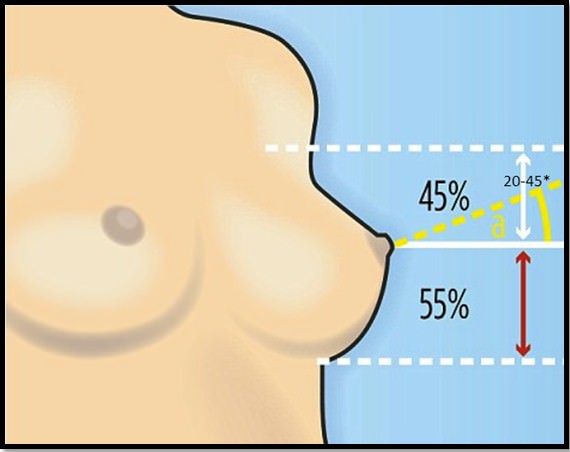 Якщо подумки розділити груди горизонтальною лінією (що проходить через соски), то пропорції у неї повинні бути наступні: верхня частина становить 45%, а нижня - 55%