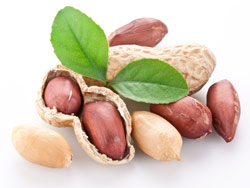 Арахіс, інакше називається земляним горіхом, є одним з найпопулярніших представників бобових культур