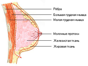 У більшості випадків груди виглядають обвислій через неправильну поставу і сутулою спини