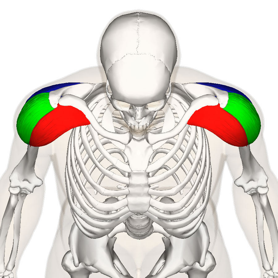 Плече складається з трьох основних м'язів: