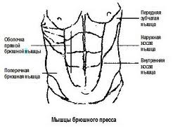Знаходиться всередині м'язового корсету живота (її м'язові пучки лежать горизонтально і оперізують талію)