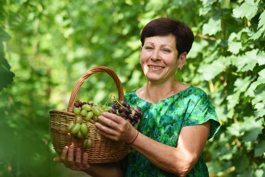 розповідаємо   про будні білоруських виноградарів