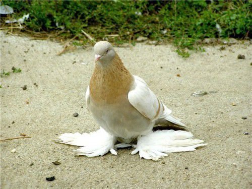 Молода здорова пара голубів протягом сезону виробляє на світло не більше 2-3-х пташенят, тому не дивує нечисленність їх популяції