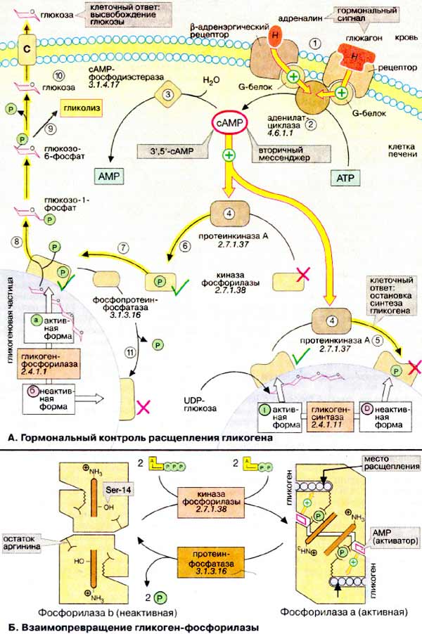 Каталізуються ферментами активація і відповідно інактивація ключових ферментів проміжного метаболізму називаються взаємоперетворення