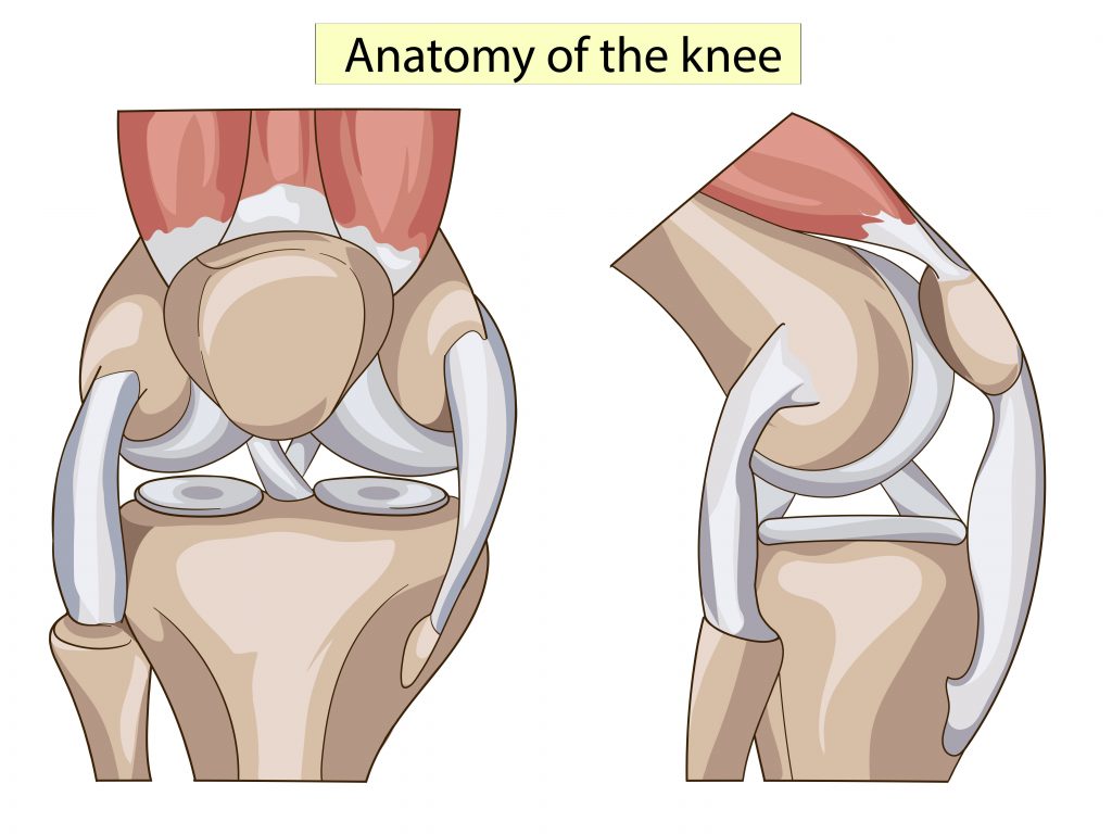 Менисками колінного суглоба називають розташовані між великогомілкової і стегнової кісткою хрящові диски