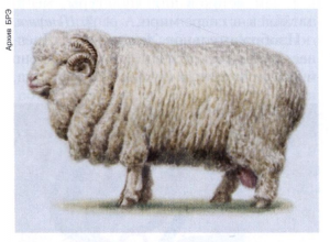 Алтайський порода овець, тонкорунна порода шерстно-м'ясного напряму