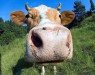 Кореспондент Die Welt розповідає, що в коров'ячому молоці нічний доїння спостерігається підвищений вміст мелатоніну - гормону сну