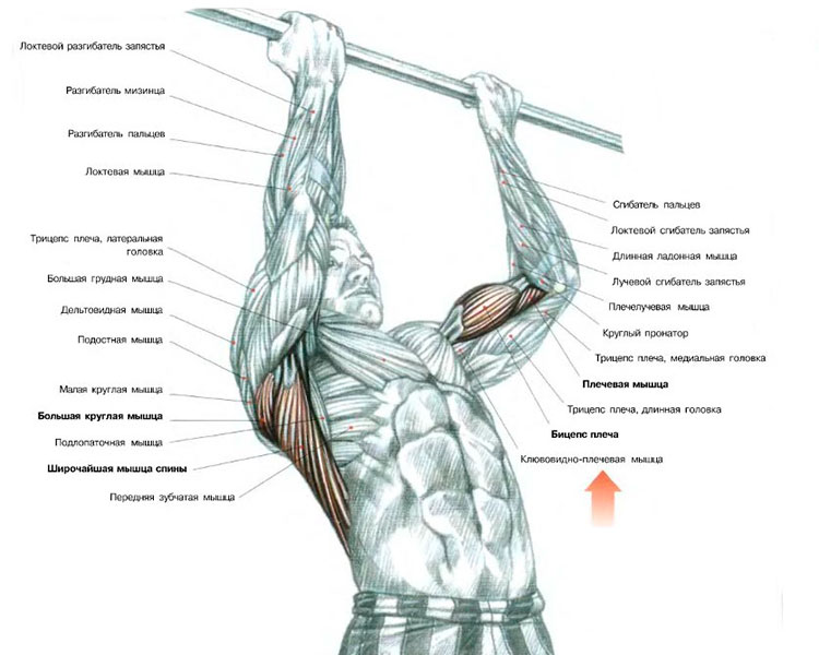 На відміну від   підтягувань широким хватом   , В яких м'язи спини задіюються набагато повніше, також як і дельти плечей