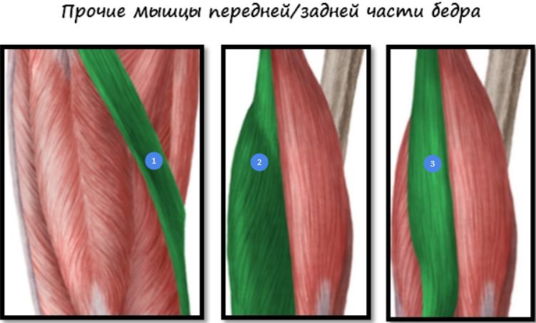 кравецька (musculus sartorius, 1);   полуперепончатая (musculus semimembranosus, 2);   напівсухожильний (musculus semitendinosus, 3)