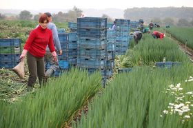 Фото: Архів компанії Bramko   До числа таких фірм відноситься Bramko - найбільший в Чехії виробник овочів з селища Семіце
