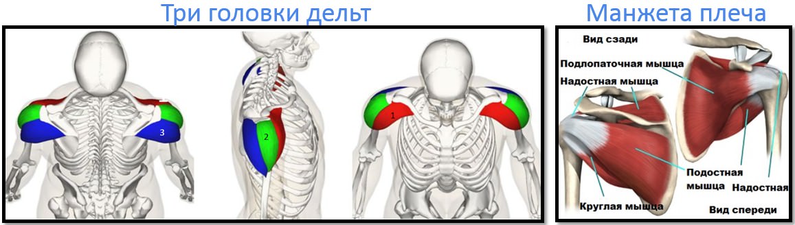 Починається у верхній частині лопатки або акромиального відростка і прикріплюється до зовнішньої частини плечової кістки;   задня головка - починається на лопатки кістки плечового суглоба, опускається в сторону руки і прикріплюється до верхньої частини плечової кістки
